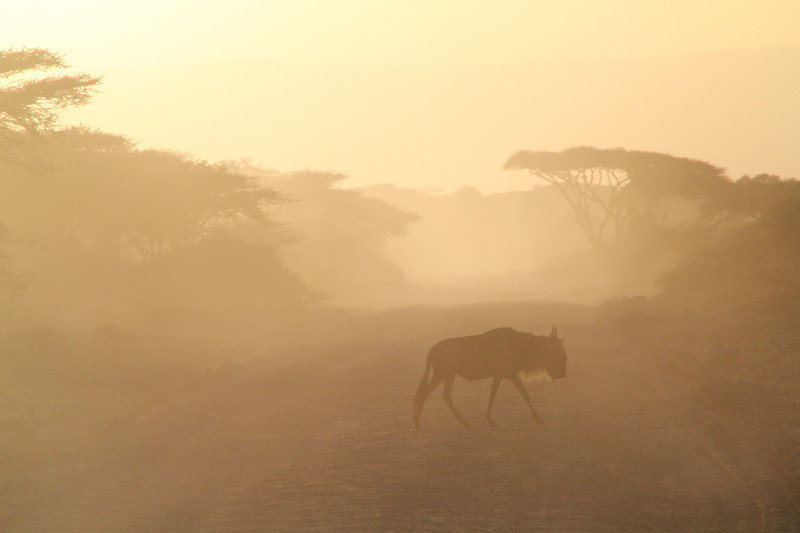 Lone wildebeest at sunrise