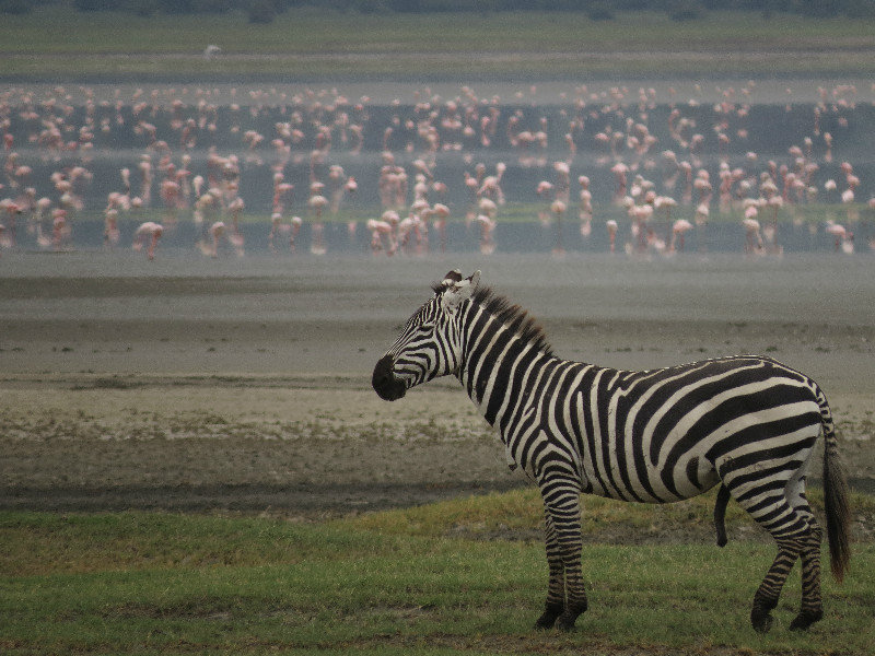 Zebra and flamingos