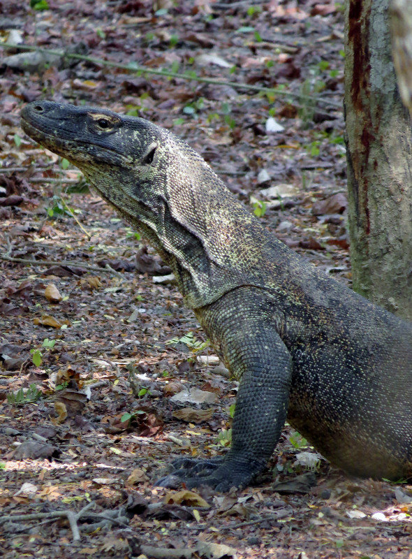 Man-eating dragon on Komodo Island
