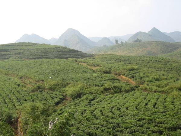 Tea Plantation, Lai Chau Province