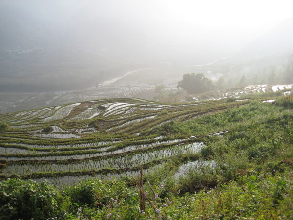 Rice paddies, Sapa