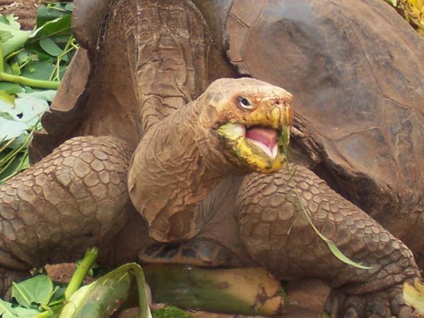 Giant Tortoise feeding time