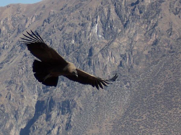 Young Condor at Colca Canyon