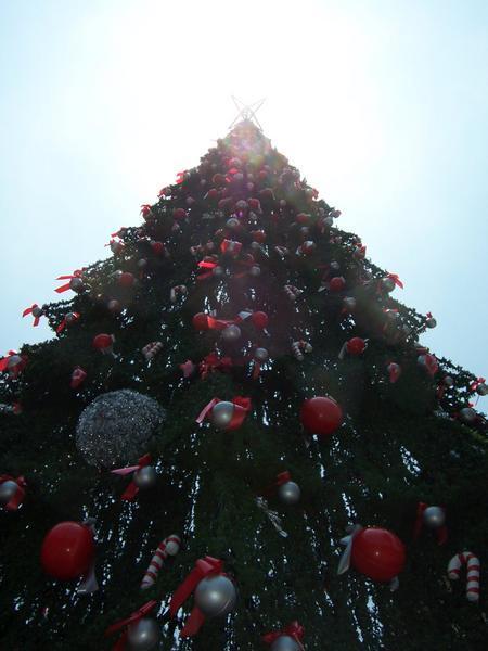 Yes! they have xmas trees in Chile