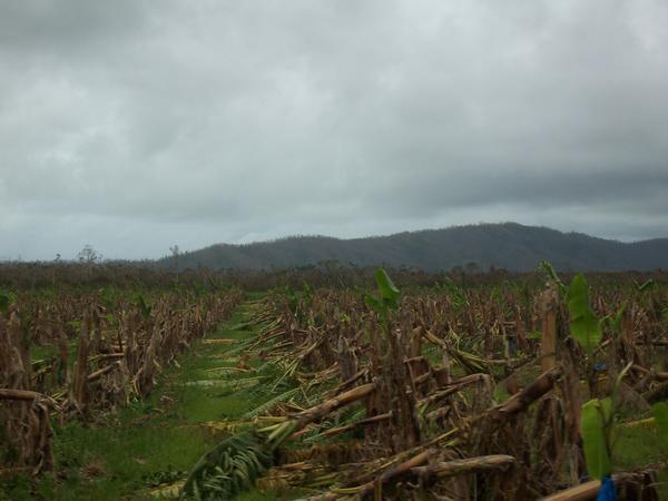Banana crops destroyed by the cyclone