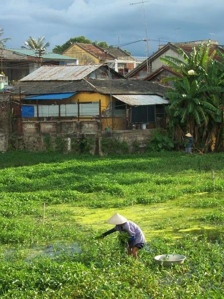 The Paddy fields