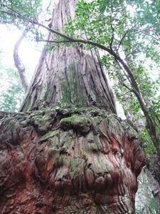 A 6m wide tree