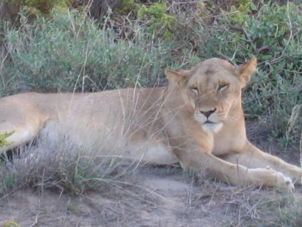 African Lion at Rest