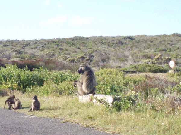 The Cape Point Troop