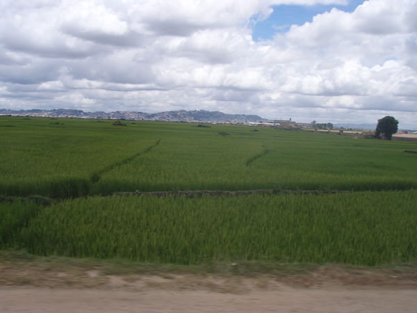 Green fields to Tana