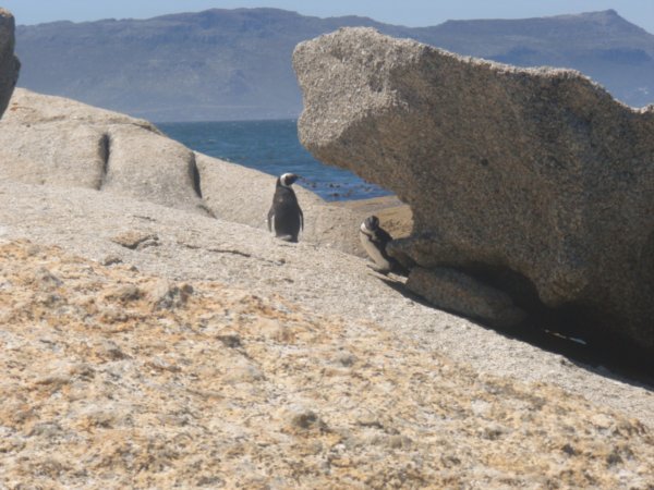 Penguin Lookout