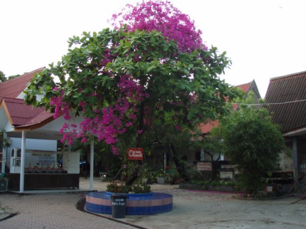 Bouganvillea Bouquet