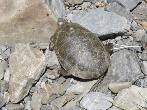 Turtle in Creek