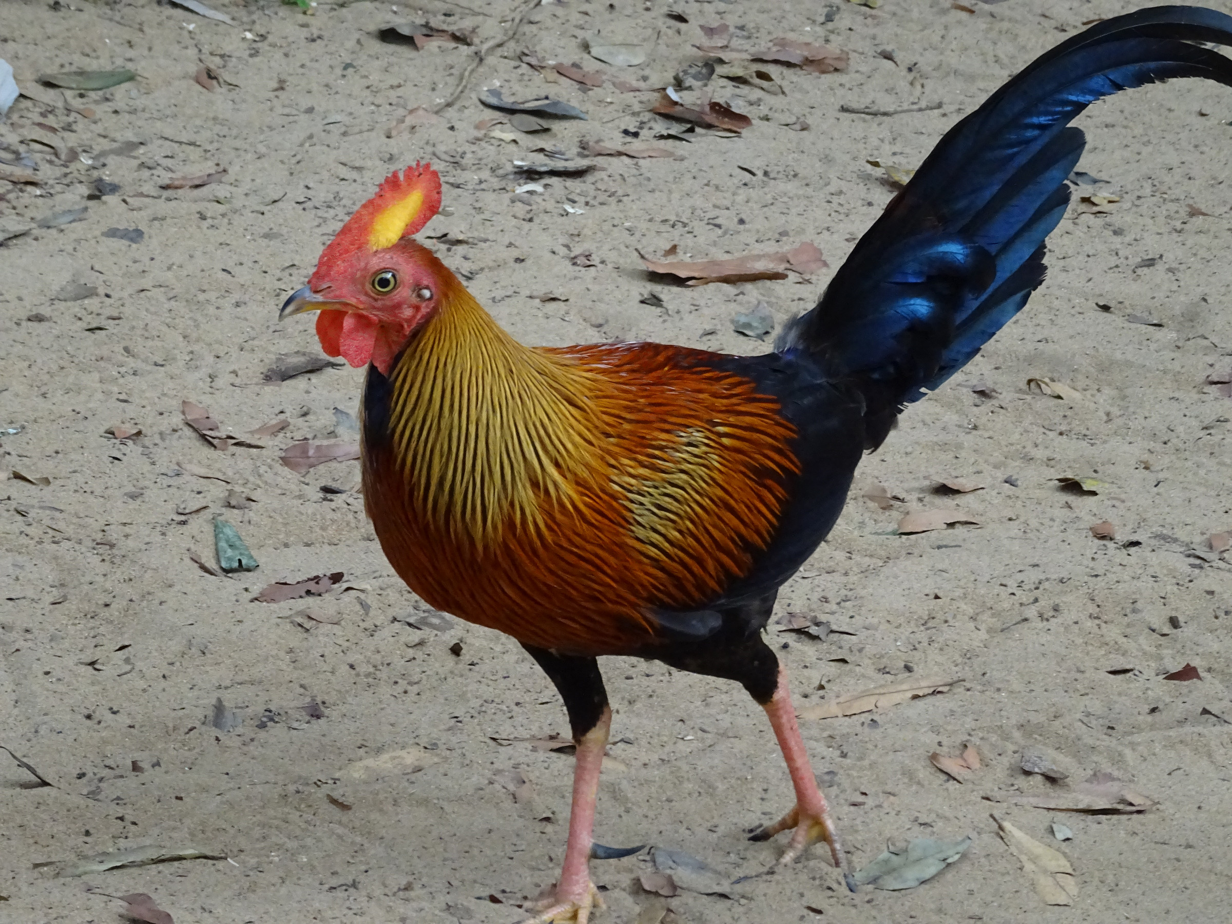 Jungle Fowl Photo