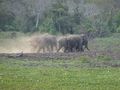stampeding elephants!