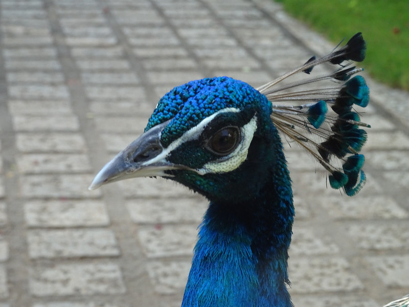 anantamaa hotel peacock