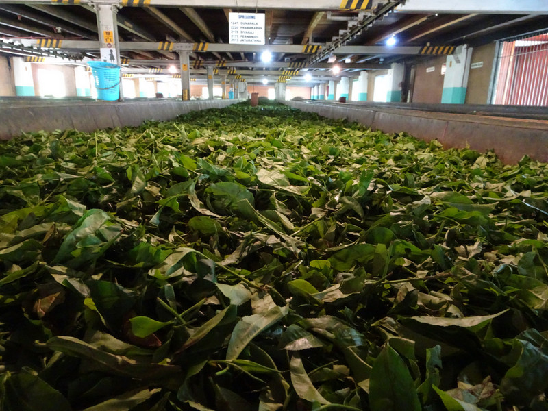 giragama tea factory
