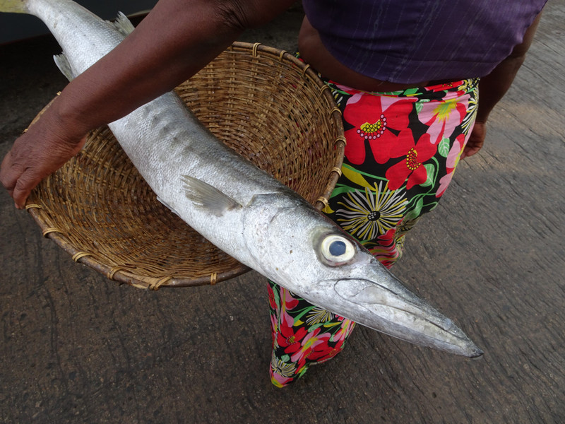 negombo - fish market