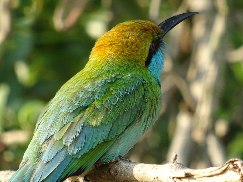 yala national park - green bee-eater