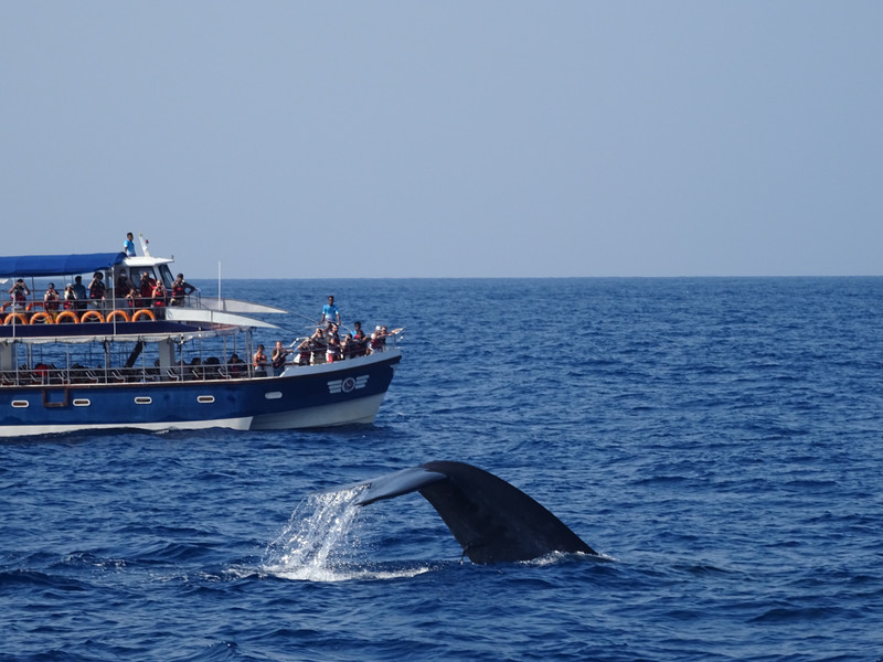 mirissa - whale watching
