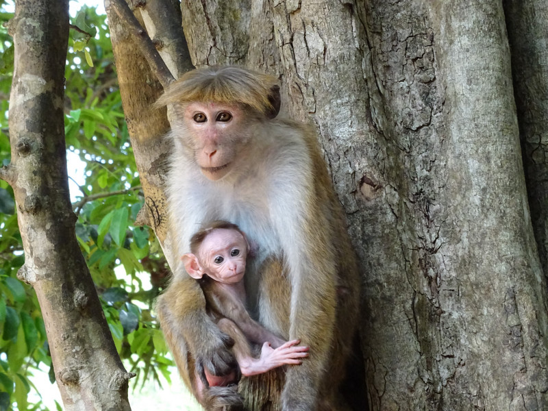 wilpattu national park - toque macaques 