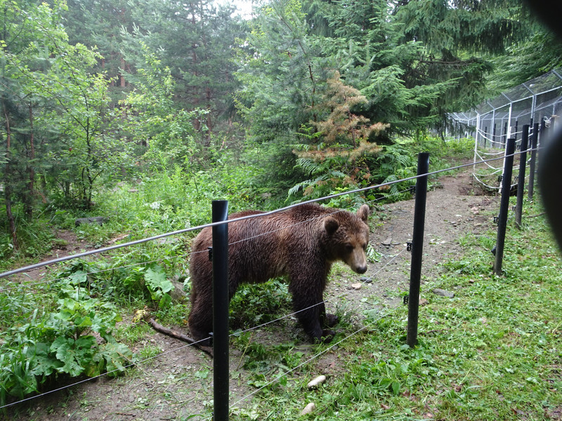 belitsa bear sanctuary
