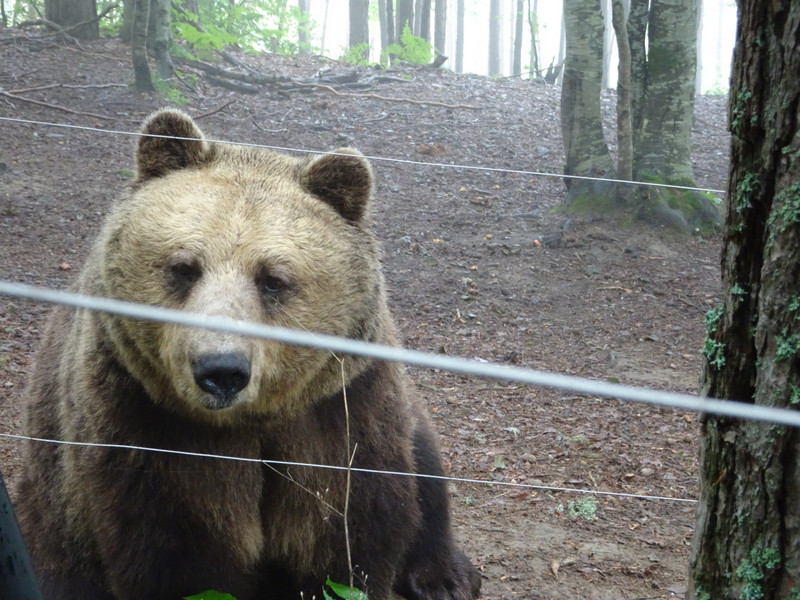 bobby, belitsa bear sanctuary