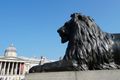 barbary lion and national gallery