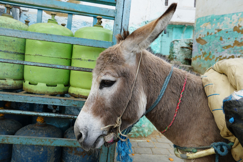 ren's favourite donkey benny/brahim