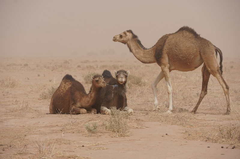 camels in sandstorm