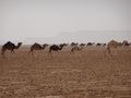 flock of camels crossing the desert