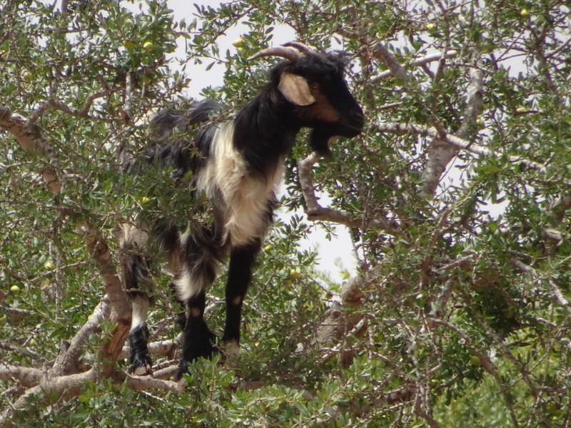 goats climbing trees