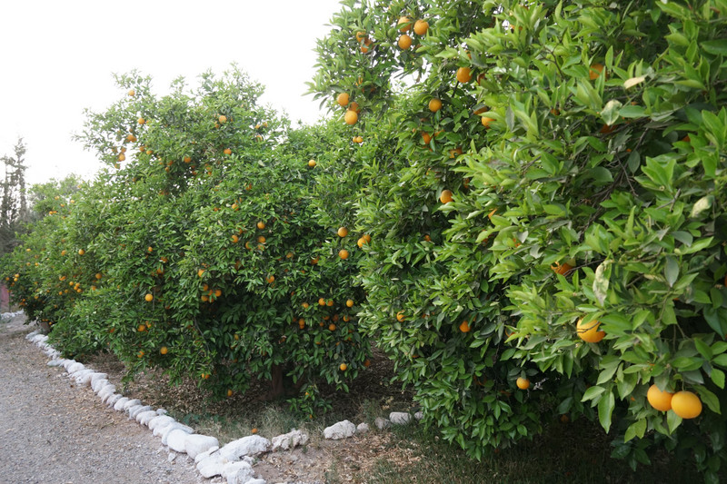 orange grove