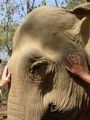 mandalao elephant conservation