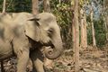 luang prabang - mandalao elephant conservation
