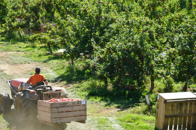 huon valley - apple orchard