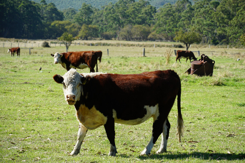huon valley cattle