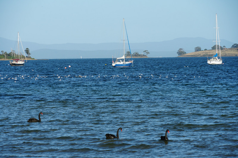 dover - black swans on esperance bay