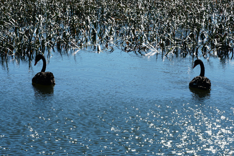 oatlands - black swans on dulverton lake