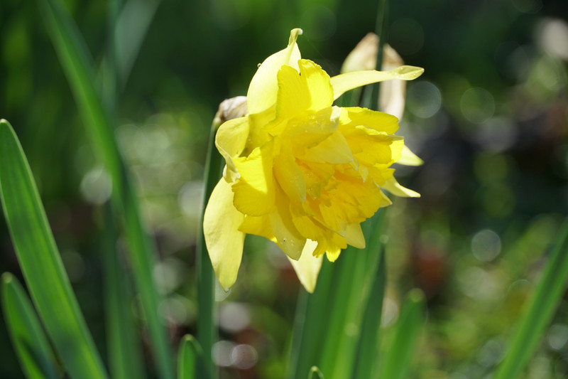 jasper's daffodil