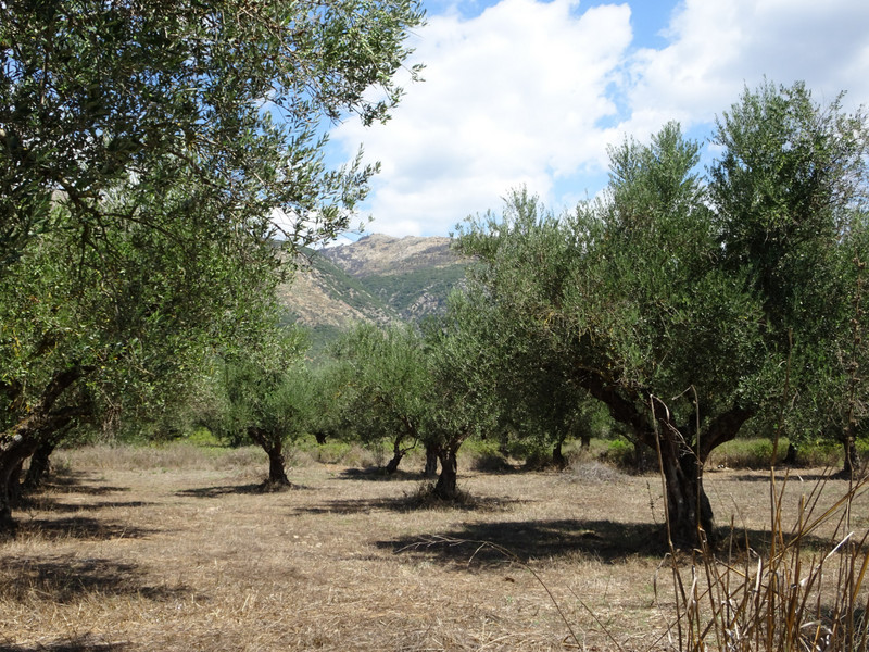 kalamata olives groves