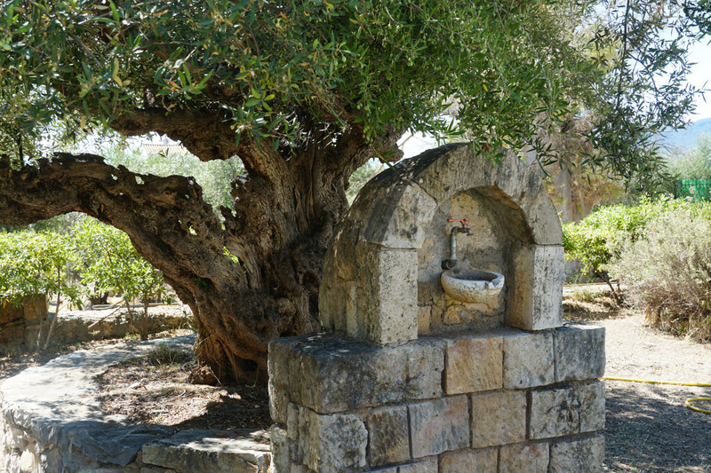 our 'landmark' old olive tree
