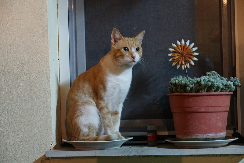 cat 'pot plant' :)