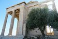 sacred olive tree