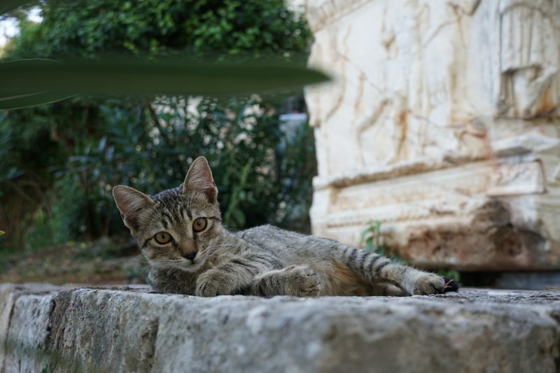 kitty at delphi archaeological site 