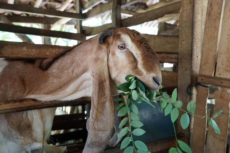 cibenda village goat