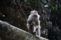nature reserve - long tailed macaques