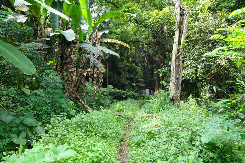 jungle walk