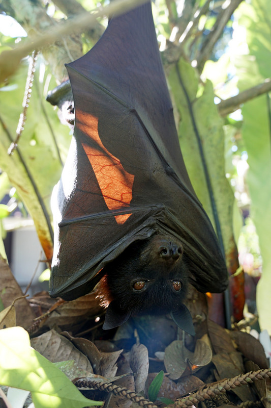 resident fruit bat