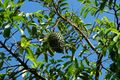 glenmore plantation - soursop fruit
